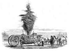 Removal of a large tree from Chiswick to the new gardens of the Horticultural Society at..., 1860. Creator: Unknown