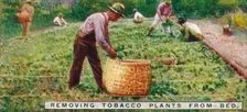 Removing Tobacco Plants from Bed 1926