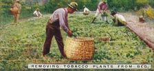 Removing Tobacco Plants from Bed 1926