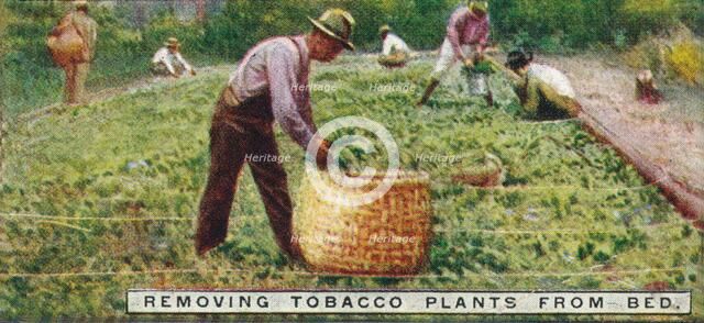 'Removing Tobacco Plants from Bed', 1926. Artist: Unknown.