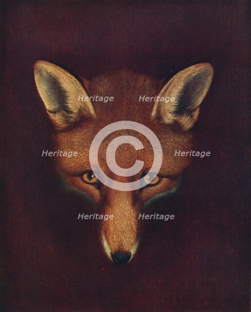 'Renard the Fox', c1800, (1922). Artist: Philip Reinagle.