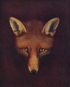 Renard the Fox c1800, (1922). Artist: Philip Reinagle