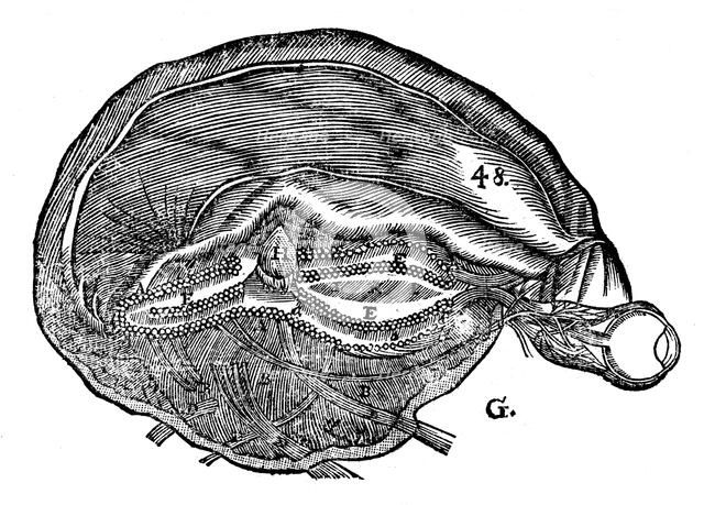 Rene Descartes' diagram of the human brain and eye, 1692. Artist: Unknown