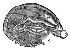 Rene Descartes diagram of the human brain and eye, 1692. Creator: Unknown