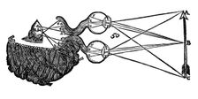 Rene Descartes idea of vision, showing the function of the eye, optic nerve and brain, 1692. Creator: Unknown