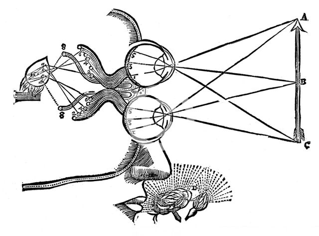 Rene Descartes' illustration of the co-ordination of the senses, 1692. Creator: Unknown.