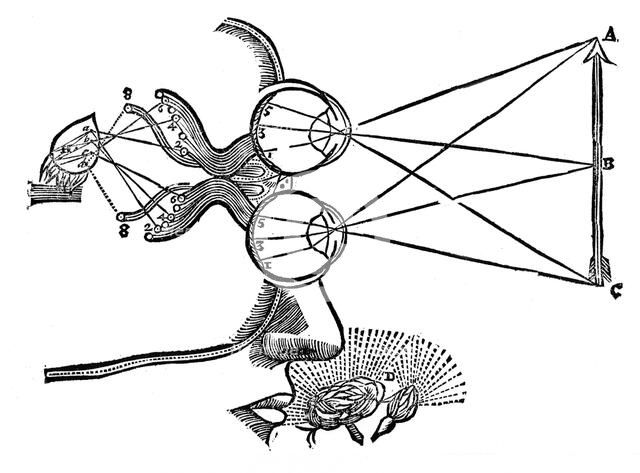 Rene Descartes' illustration of the co-ordination of the senses, 1692. Artist: Unknown