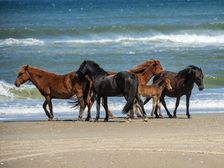 Renzi's Family. Creator: Eve Turek