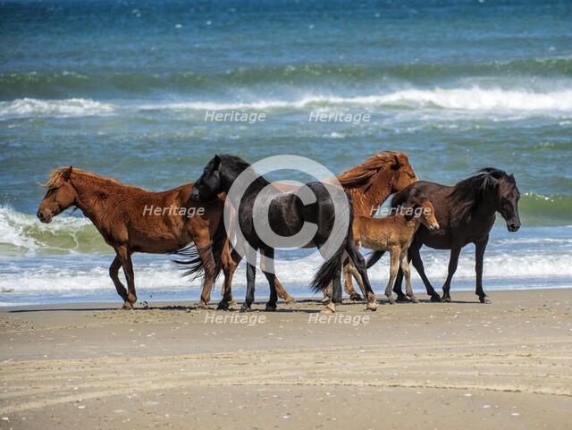 Renzi's Family. Creator: Eve Turek.