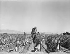 Replanting chili plants on a Japanese-owned ranch, desert agriculture, Imperial Valley, CA, 1937. Creator: Dorothea Lange
