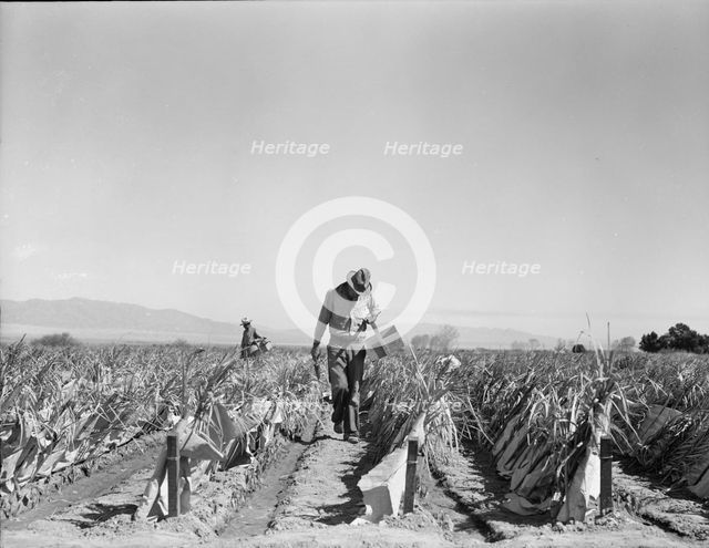 Replanting chili plants on a Japanese-owned ranch, desert agriculture, Imperial Valley, CA, 1937. Creator: Dorothea Lange.