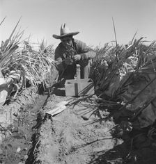Replanting chili plants on a Japanese-owned ranch, desert agriculture, Imperial Valley, CA, 1937. Creator: Dorothea Lange