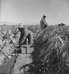 Replanting chili plants on a Japanese-owned ranch, desert agriculture, Imperial Valley, CA, 1937. Creator: Dorothea Lange