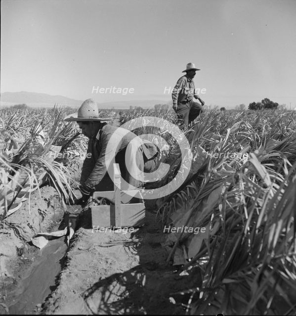Replanting chili plants on a Japanese-owned ranch, desert agriculture, Imperial Valley, CA, 1937. Creator: Dorothea Lange.