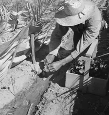 Replanting chili plants on a Japanese-owned ranch, desert agriculture, Imperial Valley, CA, 1937. Creator: Dorothea Lange