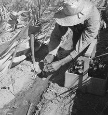 Replanting chili plants on a Japanese-owned ranch, desert agriculture, Imperial Valley, CA, 1937. Creator: Dorothea Lange