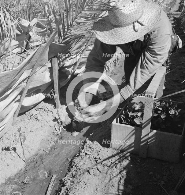 Replanting chili plants on a Japanese-owned ranch, desert agriculture, Imperial Valley, CA, 1937. Creator: Dorothea Lange.
