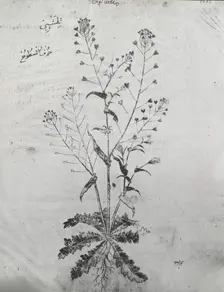 Reproduction of a botanical drawing, between 1915 and 1925. Creator: Frances Benjamin Johnston