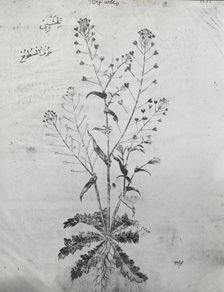 Reproduction of a botanical drawing, between 1915 and 1925. Creator: Frances Benjamin Johnston