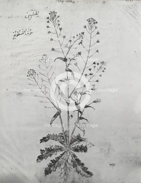 Reproduction of a botanical drawing, between 1915 and 1925. Creator: Frances Benjamin Johnston.
