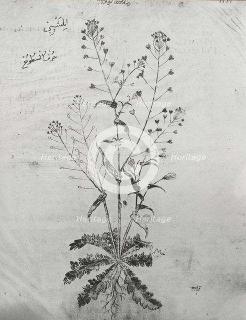 Reproduction of a botanical drawing, between 1915 and 1925. Creator: Frances Benjamin Johnston.