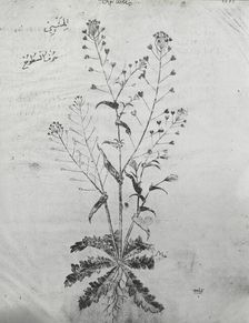 Reproduction of a botanical drawing, between 1915 and 1925. Creator: Frances Benjamin Johnston