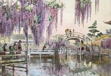 Reproduction of illustration: "Wisteria Kameido", between 1915 and 1925. Creator: Frances Benjamin Johnston