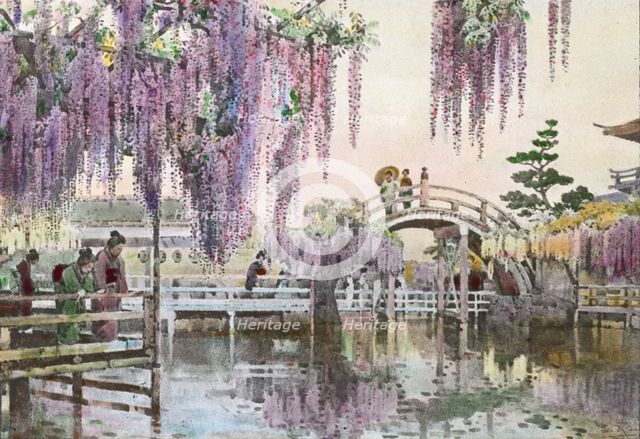 Reproduction of illustration: "Wisteria Kameido", between 1915 and 1925. Creator: Frances Benjamin Johnston.
