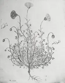 Reproduction of illustration showing a carnation, between 1915 and 1925. Creator: Frances Benjamin Johnston