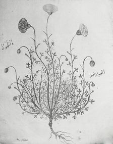 Reproduction of illustration showing a carnation, between 1915 and 1925. Creator: Frances Benjamin Johnston