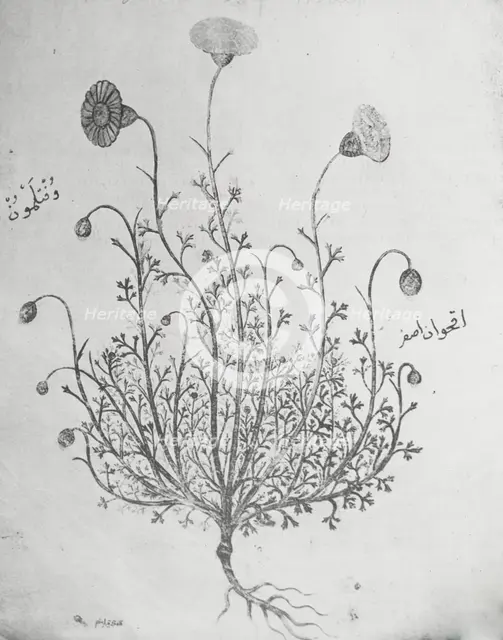 Reproduction of illustration showing a carnation, between 1915 and 1925. Creator: Frances Benjamin Johnston.