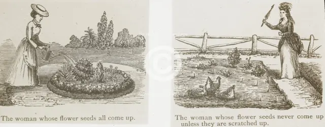 Reproduction of illustrations showing women and flower seeds, between 1915 and 1925. Creator: Frances Benjamin Johnston.