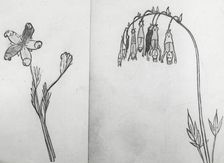 Reproduction of illustrations: "Pollybirida Singularis" and "Manypeeplia Upsidownia", c1915 - 1925. Creator: Frances Benjamin Johnston