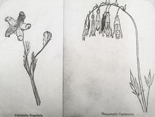 Reproduction of illustrations: "Pollybirida Singularis" and "Manypeeplia Upsidownia", c 1915 - 1925. Creator: Frances Benjamin Johnston