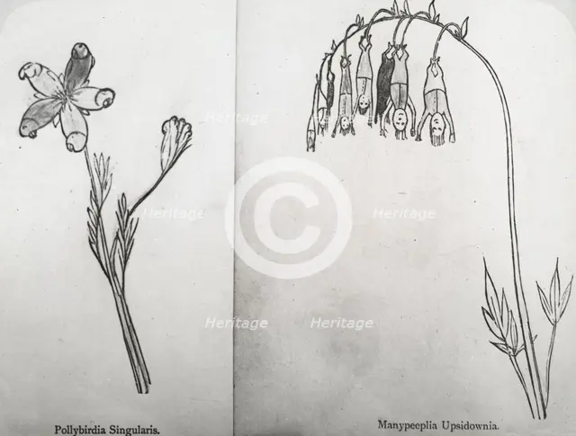 Reproduction of illustrations: "Pollybirida Singularis" and "Manypeeplia Upsidownia", c 1915 - 1925. Creator: Frances Benjamin Johnston.