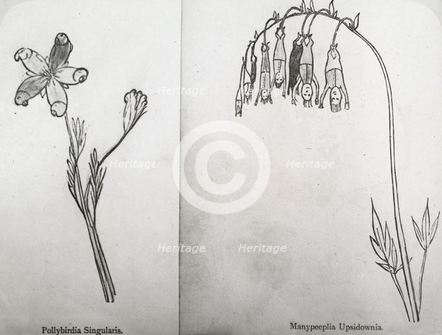 Reproduction of illustrations: "Pollybirida Singularis" and "Manypeeplia Upsidownia", c 1915 - 1925. Creator: Frances Benjamin Johnston.