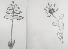 Reproduction of illustrations: "Piggiwiggia Pyramadalis" and "Bottleforkia Spoonifolia", c1915-1925. Creator: Frances Benjamin Johnston