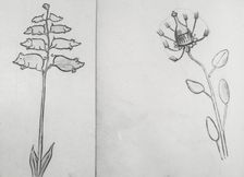 Reproduction of illustrations: "Piggiwiggia Pyramadalis" and "Bottleforkia Spoonifolia", c1915-1925. Creator: Frances Benjamin Johnston