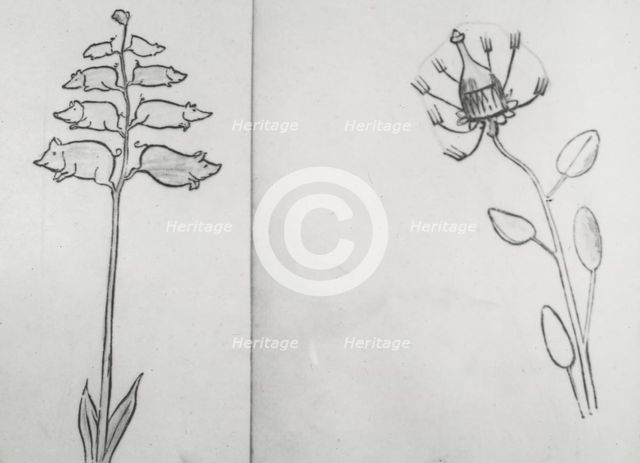 Reproduction of illustrations: "Piggiwiggia Pyramadalis" and "Bottleforkia Spoonifolia", c1915-1925. Creator: Frances Benjamin Johnston.