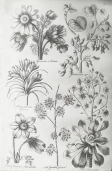 Reproduction of print showing Flowers, between 1915 and 1925. Creator: Frances Benjamin Johnston