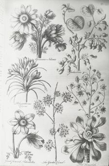 Reproduction of print showing Flowers, between 1915 and 1925. Creator: Frances Benjamin Johnston