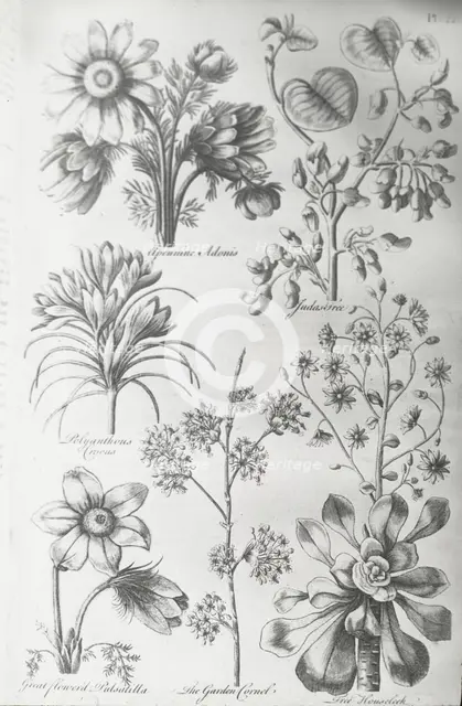 Reproduction of print showing Flowers, between 1915 and 1925. Creator: Frances Benjamin Johnston.