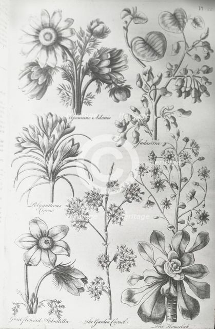 Reproduction of print showing Flowers, between 1915 and 1925. Creator: Frances Benjamin Johnston.