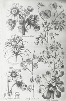 Reproduction of print showing Flowers, between 1915 and 1925. Creator: Frances Benjamin Johnston