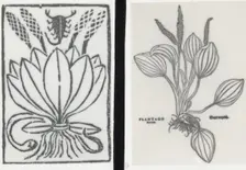 Reproduction of print showing Plantago plant, between 1915 and 1925. Creator: Frances Benjamin Johnston