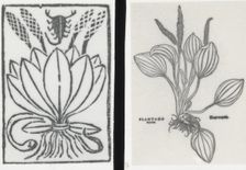 Reproduction of print showing Plantago plant, between 1915 and 1925. Creator: Frances Benjamin Johnston