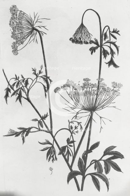 Reproduction of print showing Queen Anne's lace (Daucus carota), between 1915 and 1925. Creator: Frances Benjamin Johnston.