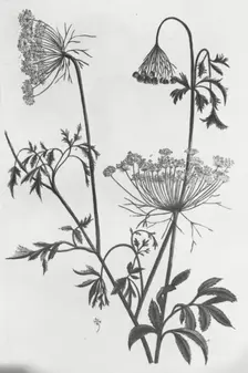 Reproduction of print showing Queen Anne's lace (Daucus carota), between 1915 and 1925. Creator: Frances Benjamin Johnston