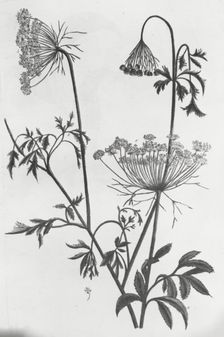 Reproduction of print showing Queen Anne's lace (Daucus carota), between 1915 and 1925. Creator: Frances Benjamin Johnston