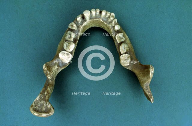 Reproduction of the 'Jaws of Banyoles', jaw of a pre-neanderthal found in 1887 by Pere Alsius in …